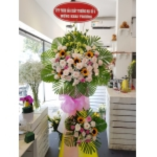 Hoa đồng tiền khai trương 