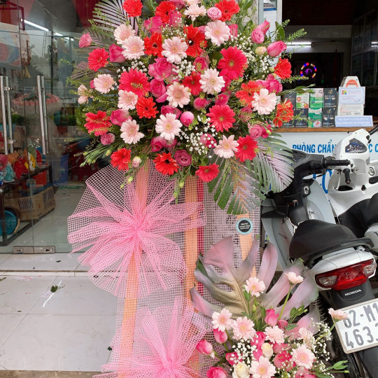 Hoa đồng tiền khai trương 